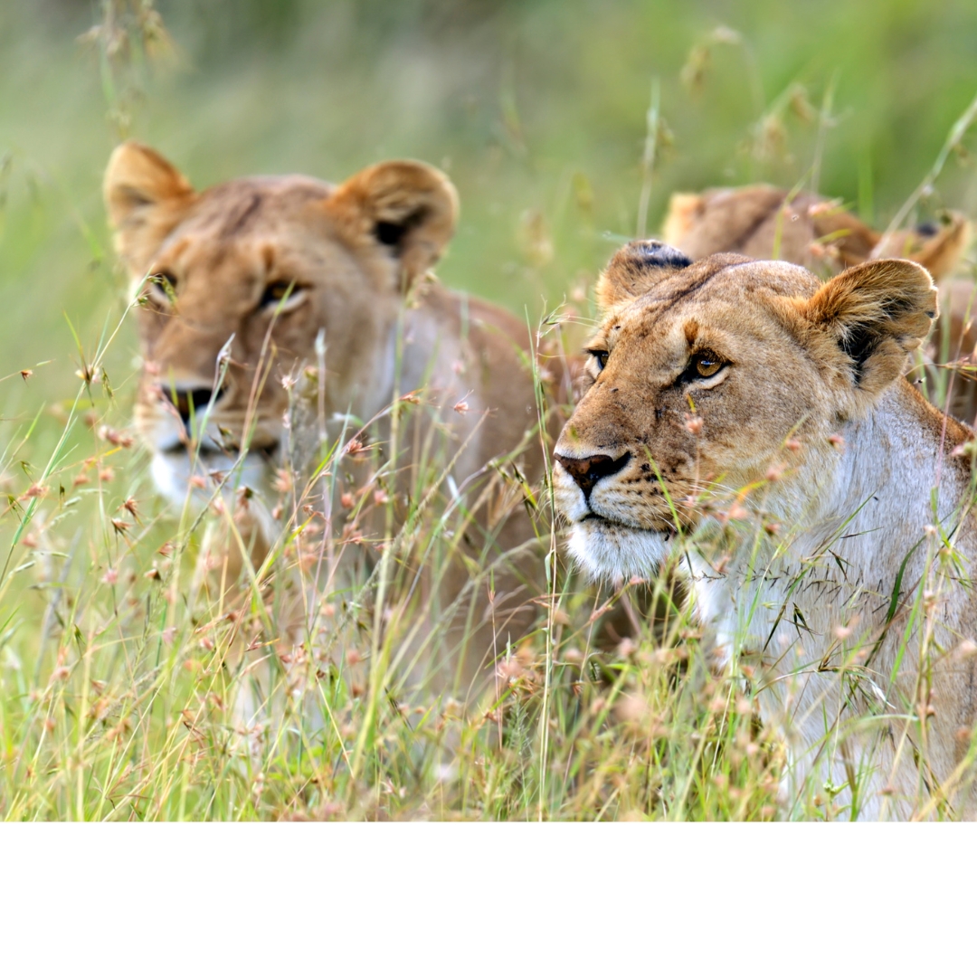 Keňa – safari a Indický oceán