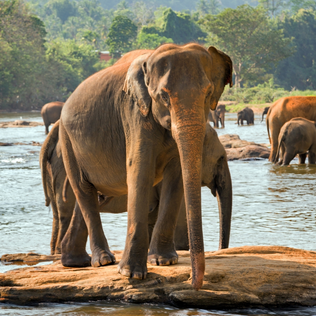 Srí Lanka 2026 – čajové plantáže, pláže a safari